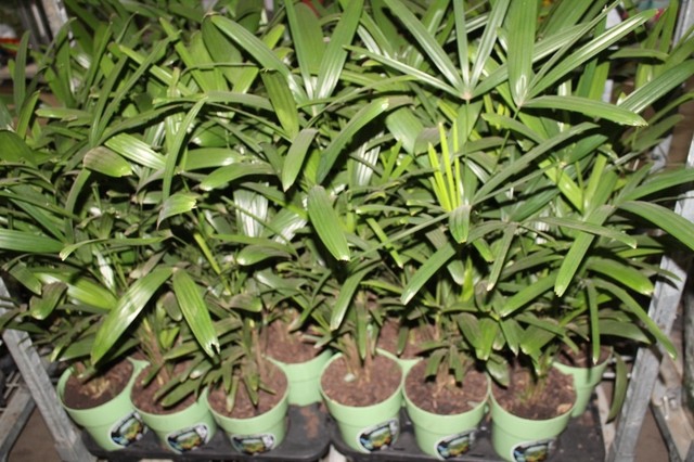 <h4>PALMEIRA RAPHIS P17</h4>