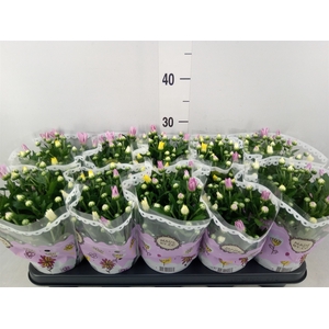Chrysanthemum   ..mix/pot