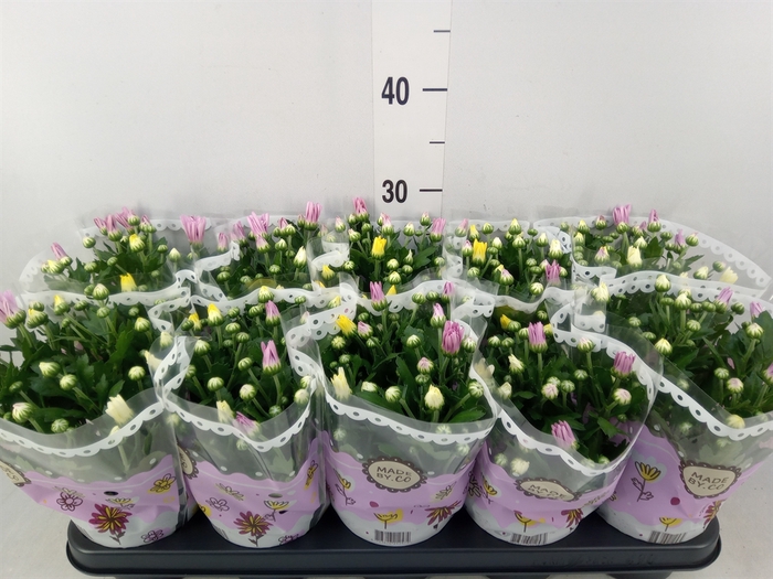 <h4>Chrysanthemum   ..mix/pot</h4>