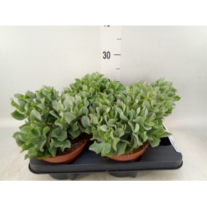 Crassula arborescens subsp. undilat