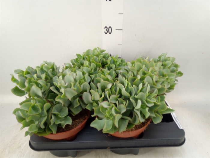 <h4>Crassula arborescens subsp. undilat</h4>