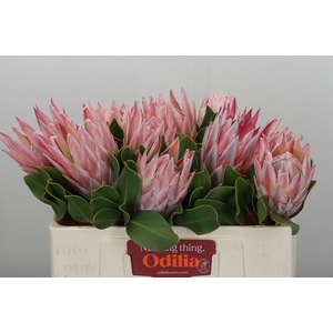 Protea Cynaroides