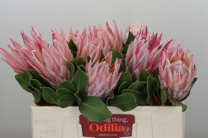 <h4>Protea Cynaroides</h4>