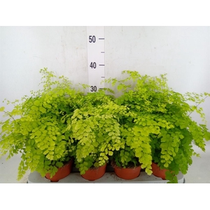 Adiantum raddi. 'Fragrans'