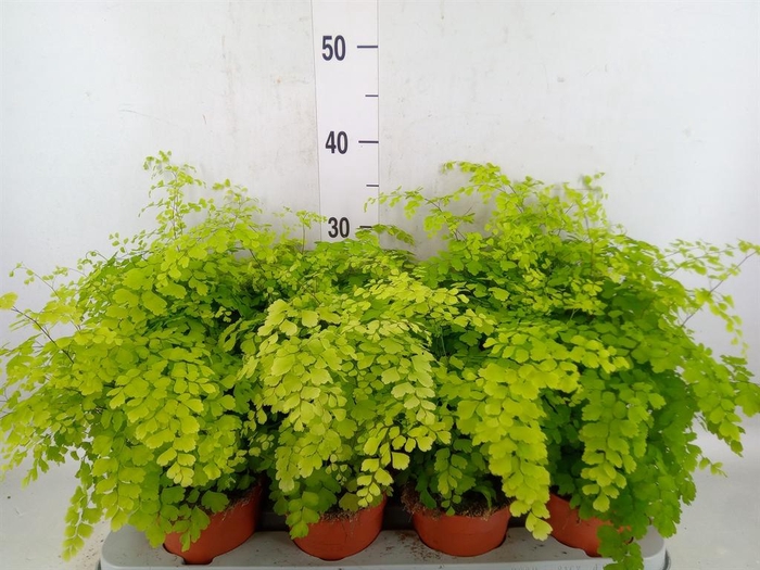 <h4>Adiantum raddi. 'Fragrans'</h4>