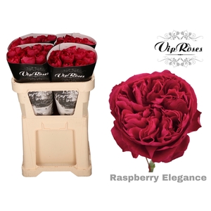 R GR RASPB ELEGANCE