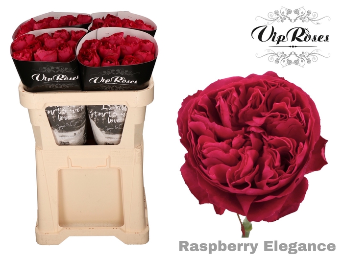 R GR RASPB ELEGANCE