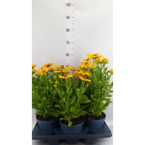 Rudbeckia   ...