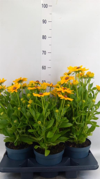<h4>Rudbeckia   ...</h4>