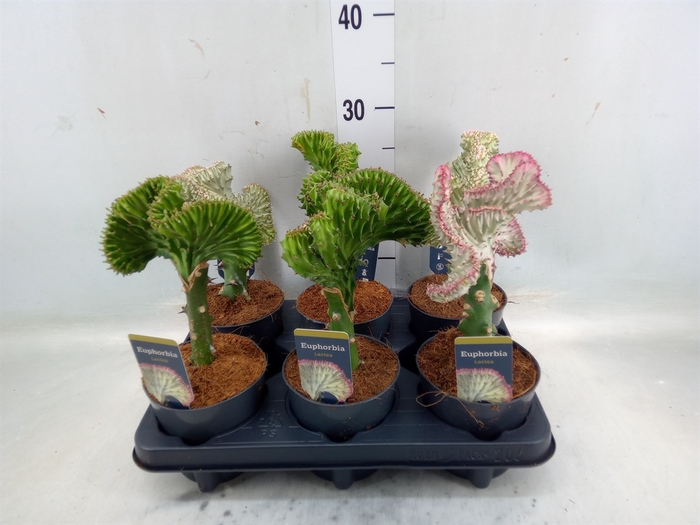 <h4>Euphorbia lactea 'Cristata'</h4>