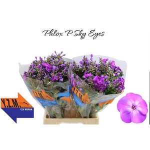 PHLOX P SKY EYES
