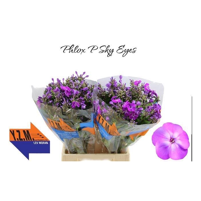<h4>PHLOX P SKY EYES</h4>