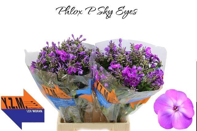 <h4>PHLOX P SKY EYES</h4>