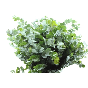 Euca Cinerea Per Bunch 200 Gram Pt