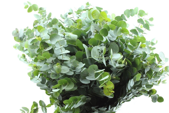 <h4>Euca Cinerea Per Bunch 200 Gram Pt</h4>