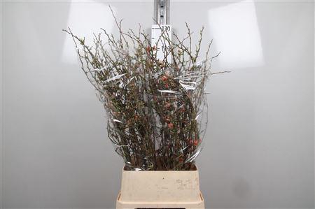 <h4>Chaenomeles Superba</h4>