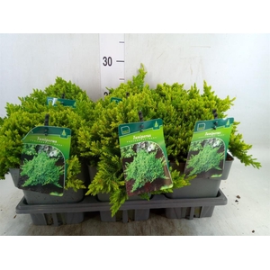 Juniperus procumbens 'Nana'