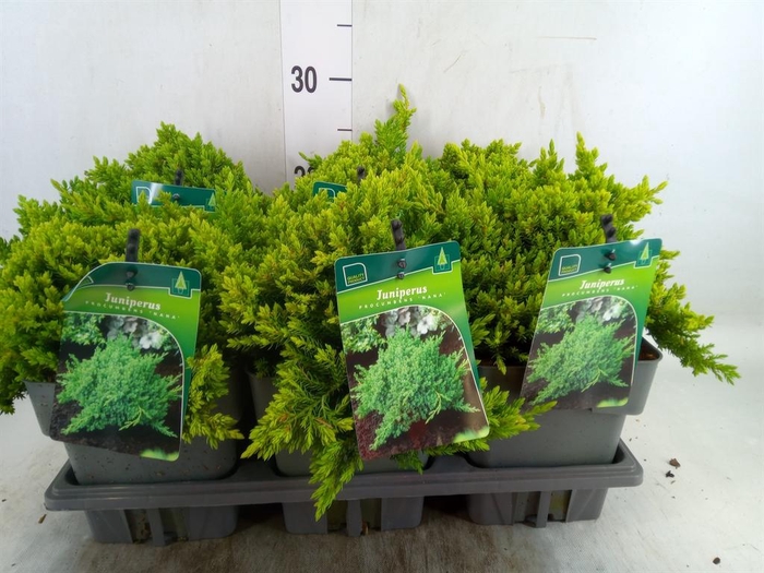 <h4>Juniperus procumbens 'Nana'</h4>