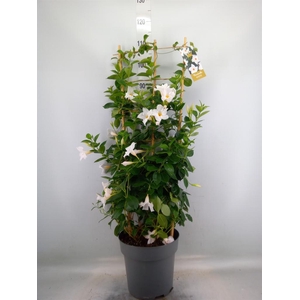 Mandevilla am. 'Diaman Jade White'