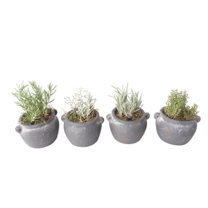 Arr.   Tuinplanten L%