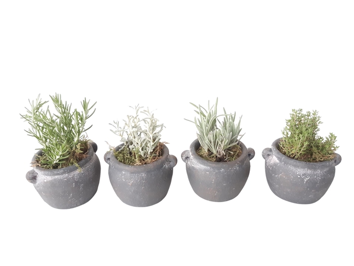 <h4>Arr.   Tuinplanten L%</h4>