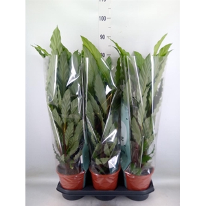 Calathea rufibarba 'Miroscha'