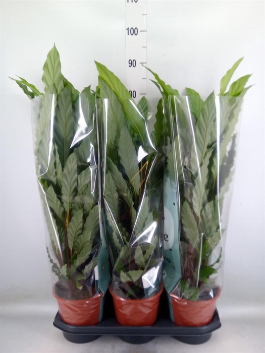 <h4>Calathea rufibarba 'Miroscha'</h4>