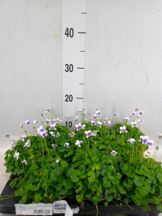 <h4>Viola   ...</h4>