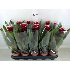 Guzmania  'Francesca'
