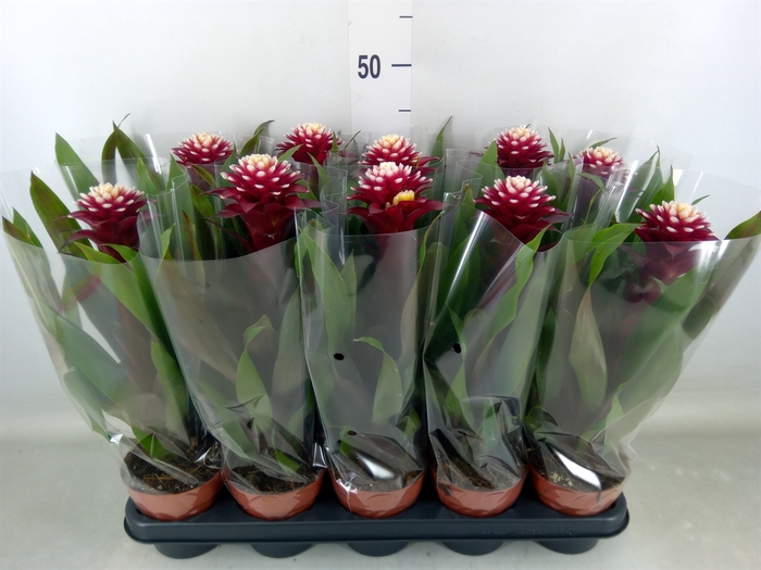 <h4>Guzmania  'Francesca'</h4>