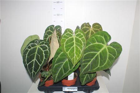 <h4>Anthu Crystallinum</h4>