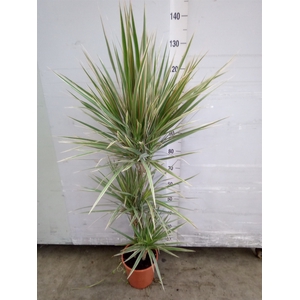 Dracaena marg. 'Bicolor'