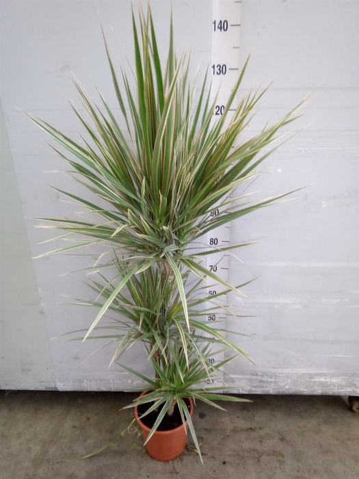 <h4>Dracaena marg. 'Bicolor'</h4>