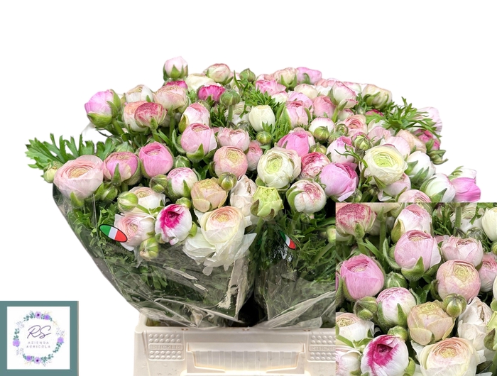 <h4>RANUNCULUS OV</h4>