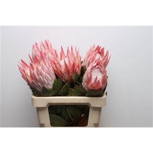 Protea Cynaroides Super