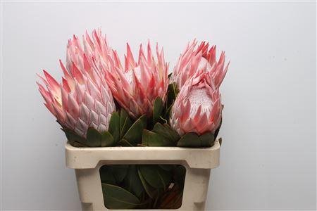 <h4>Protea Cynaroides Super</h4>