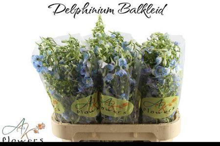 <h4>Delph En Ballkleid</h4>