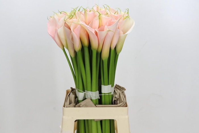 <h4>Zantedeschia Eydolls Salmon</h4>