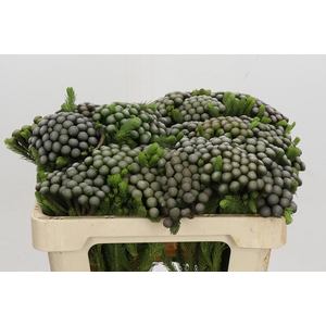 Kaaps Groen Albiflora