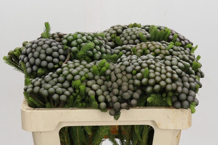 <h4>Kaaps Groen Albiflora</h4>