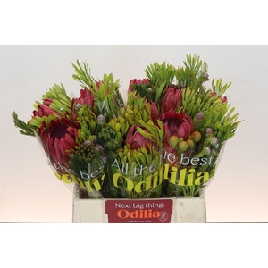 BQ Protea Silvia SFB