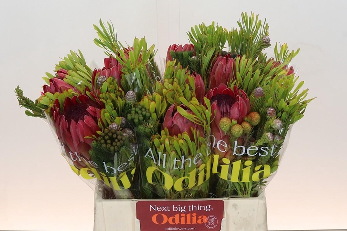 <h4>BQ Protea Silvia SFB</h4>