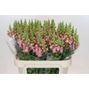 Antirrhinum Cool Rose