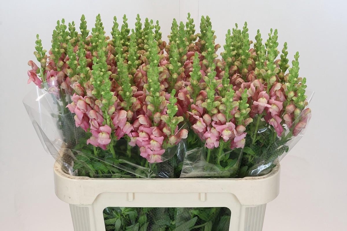 <h4>Antirrhinum Cool Rose</h4>