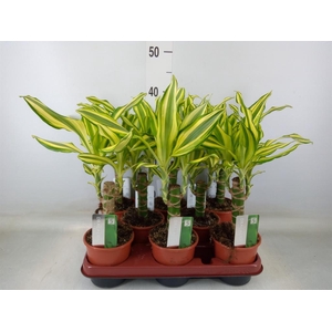 Dracaena frag. 'Yellow Coast'