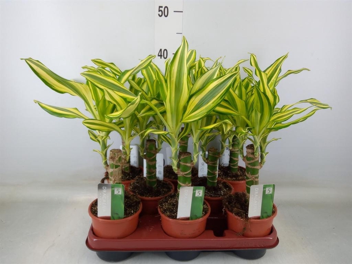 <h4>Dracaena frag. 'Yellow Coast'</h4>