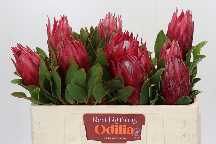 <h4>Protea Cynaroides Madiba</h4>