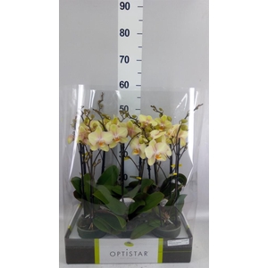 Phalaenopsis   ...yellow
