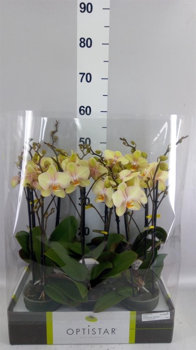 <h4>Phalaenopsis   ...yellow</h4>