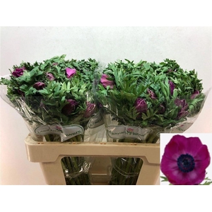 ANEM CO GALIL PURPER